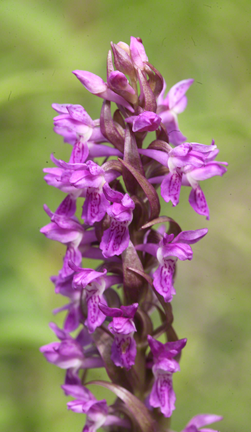 Dactylorhiza incarnata – Fleisch-Fingerwurz